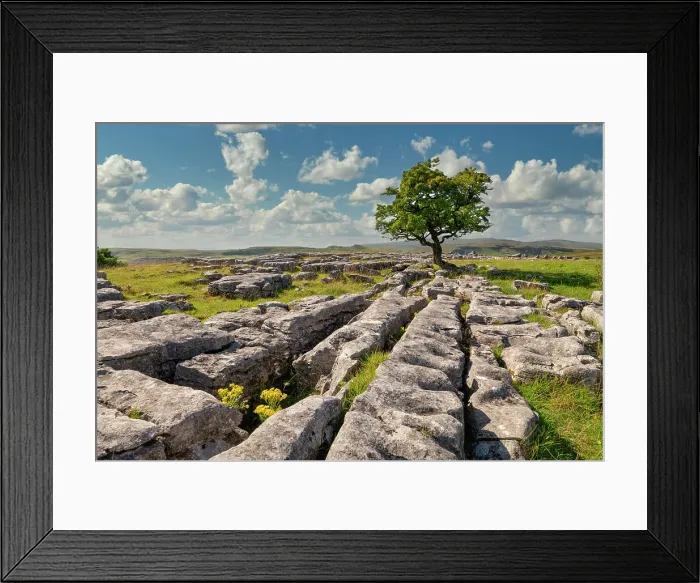 Framed Print : Lone Hawthorn Tree on Limestone Pavement, Winskill Stones Nature Reserve, Yorkshire Dales National Park, England Framed Print : Lone Hawthorn Tree on Limestone Pavement, Winskill Stones Nature Reserve, Yorkshire Dales National Park, England