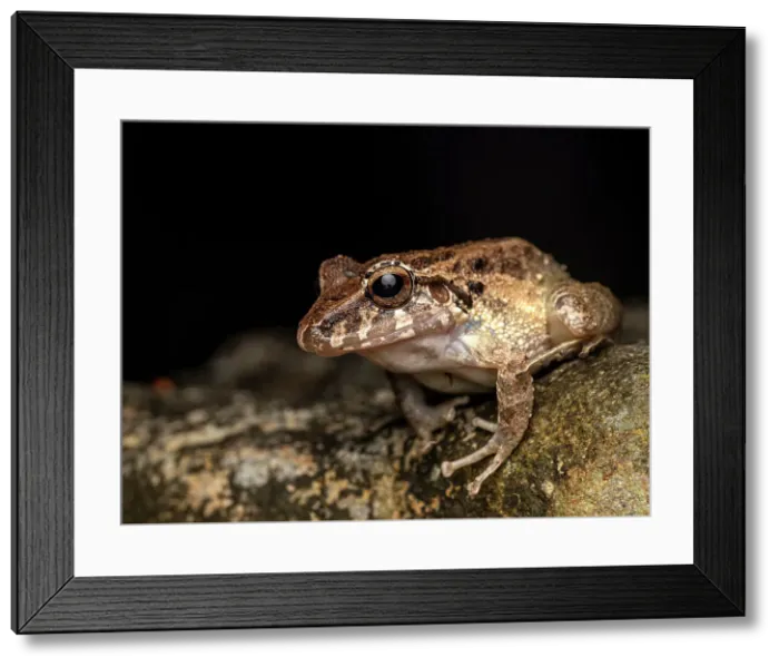 Framed Print : Fitzinger's Robber Frog (Craugastor fitzingeri), Boca Tapada, Costa Rica Framed Print : Fitzinger's Robber Frog (Craugastor fitzingeri), Boca Tapada, Costa Rica