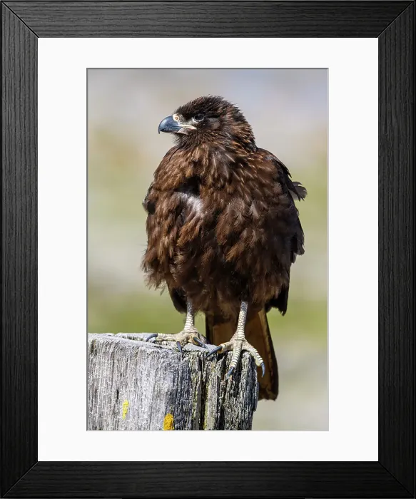 Framed Print : Striated caracara (Phalcoboenus australis), Carcass Island, West Falkland, Falkland Islands Framed Print : Striated caracara (Phalcoboenus australis), Carcass Island, West Falkland, Falkland Islands
