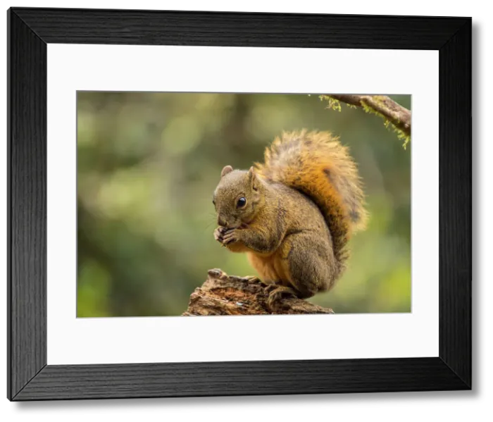 Framed Print : Red-tailed squirrel (Sciurus granatensis), Paraiso Quetzal, San Jose, Costa Rica Framed Print : Red-tailed squirrel (Sciurus granatensis), Paraiso Quetzal, San Jose, Costa Rica