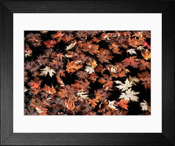 Framed Print : Fallen leaves in pond, Muskoka, Ontario, CAnada Framed Print : Fallen leaves in pond, Muskoka, Ontario, CAnada
