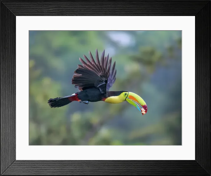 Framed Print : Keel-billed Toucan in flight (Ramphastos sulfuratus), Boca Tapada, Costa Rica Framed Print : Keel-billed Toucan in flight (Ramphastos sulfuratus), Boca Tapada, Costa Rica