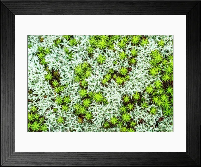 Framed Print : Lichen and Haircap Moss, Torrance Barrens, Muskoka, Ontario, Canada Framed Print : Lichen and Haircap Moss, Torrance Barrens, Muskoka, Ontario, Canada