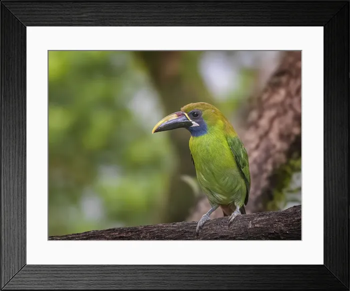 Framed Print : Emerald Toucanet (Aulacorhynchus prasinus), Cinchona, Costa Rica Framed Print : Emerald Toucanet (Aulacorhynchus prasinus), Cinchona, Costa Rica