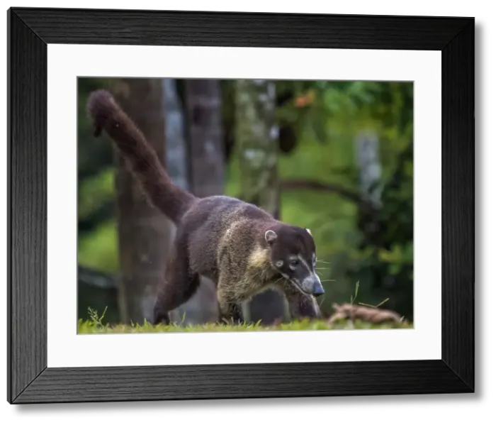 Framed Print : White-nosed Coati (Nasua narica), Boca Tapada, Costa Rica