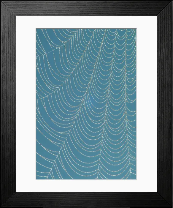 Framed Print : Dew covered spider web, Muskoka, Ontario, Canada