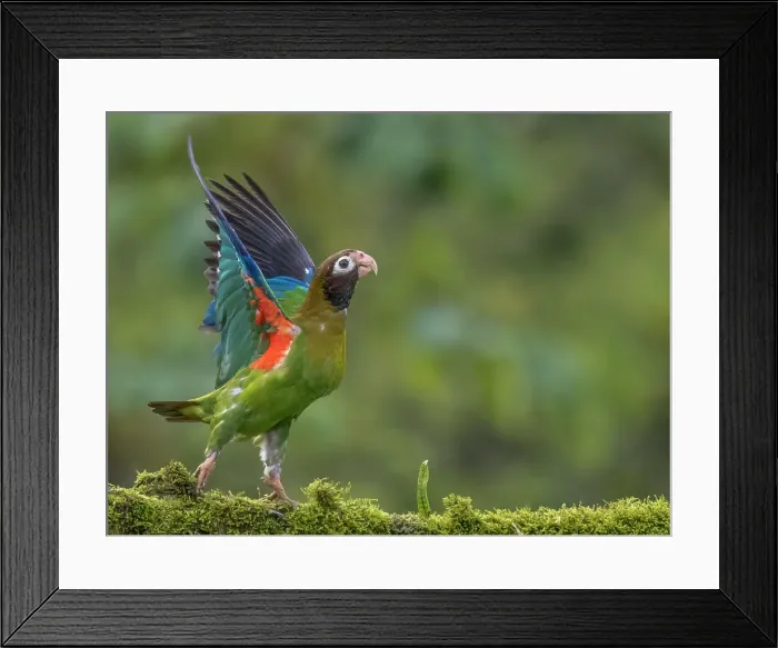 Framed Print : Brown-hooded Parrot (Pyrilia haematotis), Boca Tapada, Costa Rica Framed Print : Brown-hooded Parrot (Pyrilia haematotis), Boca Tapada, Costa Rica