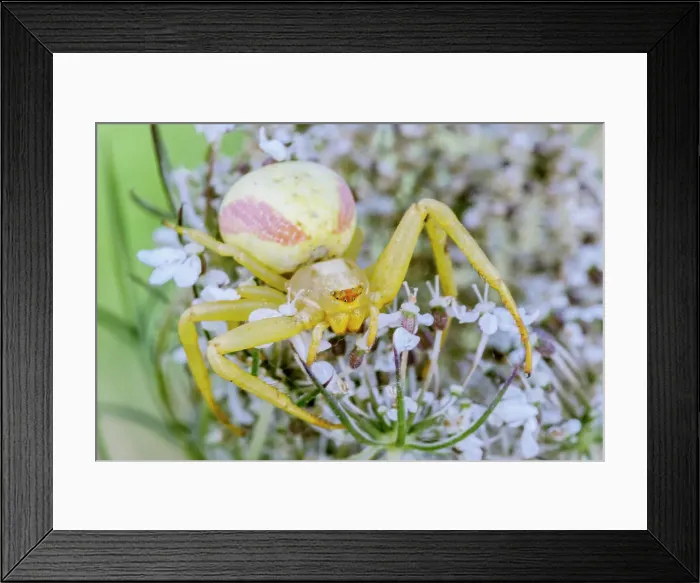Framed Print : Goldenrod Crad Spider (Misumena vatia), Thornton, Ontario, Canada