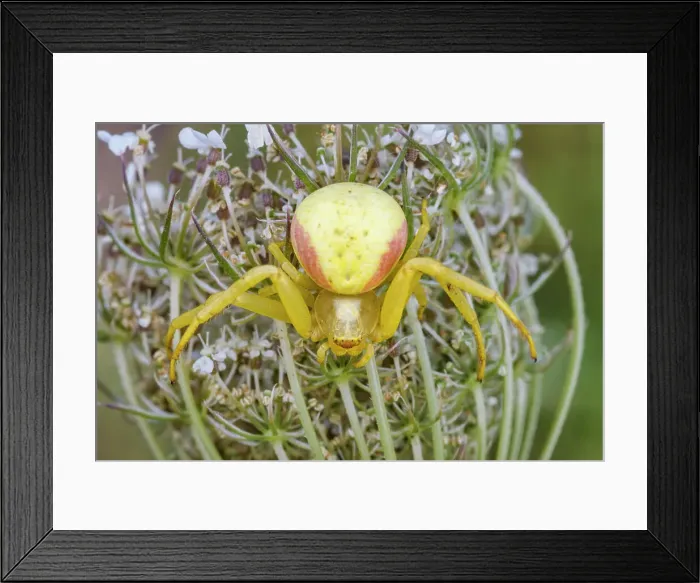 Framed Print : Goldenrod Crad Spider (Misumena vatia), Thornton, Ontario, Canada Framed Print : Goldenrod Crad Spider (Misumena vatia), Thornton, Ontario, Canada