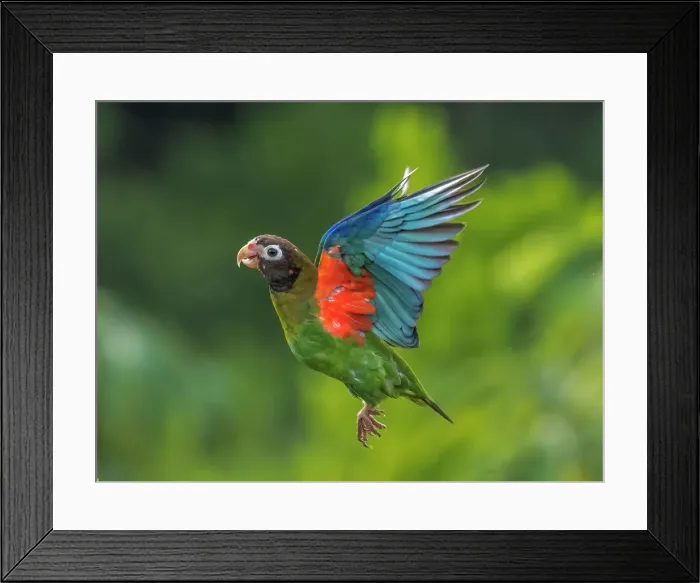 Framed Print : Brown-hooded Parrot (Pyrilia haematotis), Boca Tapada, Costa Rica Framed Print : Brown-hooded Parrot (Pyrilia haematotis), Boca Tapada, Costa Rica