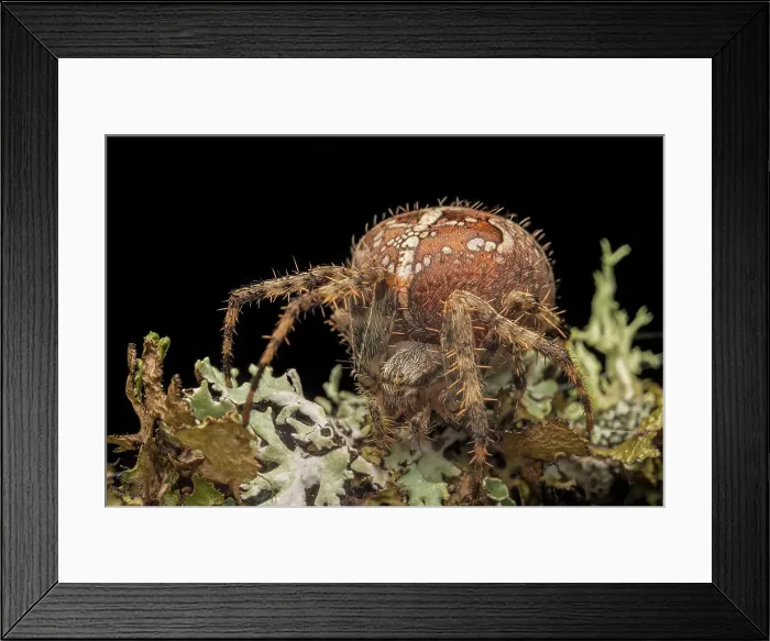 Framed Print : Cross Orb Weaver (Araneus diadematus), Thornton, Ontario, Canada Framed Print : Cross Orb Weaver (Araneus diadematus), Thornton, Ontario, Canada