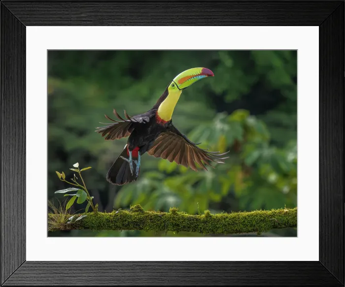 Framed Print : Keel-billed Toucan in flight (Ramphastos sulfuratus), Boca Tapada, Costa Rica Framed Print : Keel-billed Toucan in flight (Ramphastos sulfuratus), Boca Tapada, Costa Rica