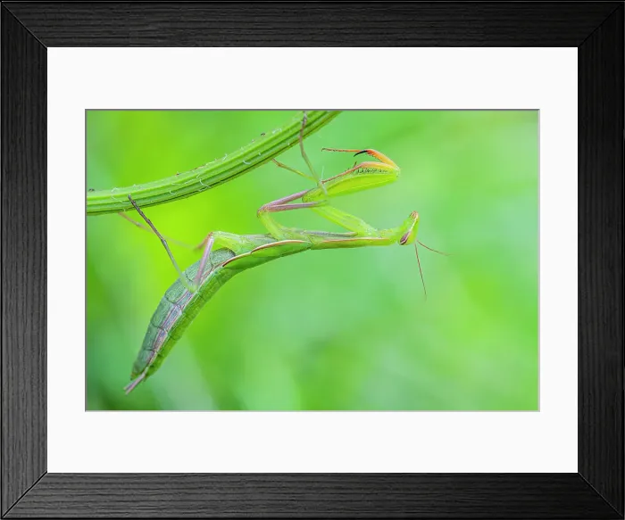 Framed Print : Praying Mantis, Thornton, Ontario, Canada Framed Print : Praying Mantis, Thornton, Ontario, Canada