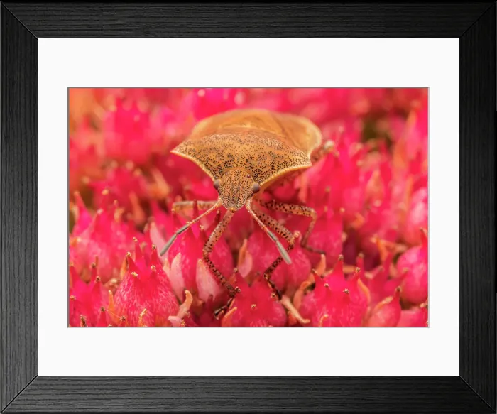 Framed Print : Brown Marmorated Stink Bug (Halyomorpha halys), Thornton, Ontario, Canada Framed Print : Brown Marmorated Stink Bug (Halyomorpha halys), Thornton, Ontario, Canada