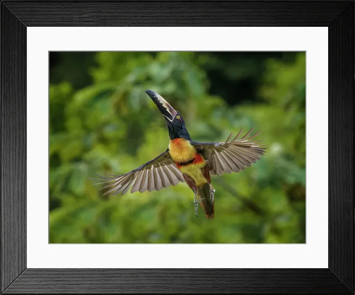 Framed Print : Collared Aracari taking flight (Pteroglossus torquatus), Boca Tapada, Costa Rica Framed Print : Collared Aracari taking flight (Pteroglossus torquatus), Boca Tapada, Costa Rica