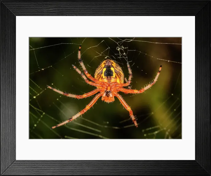 Framed Print : Marbled Orb Weaver (Araneus marmoreus) Framed Print : Marbled Orb Weaver (Araneus marmoreus)