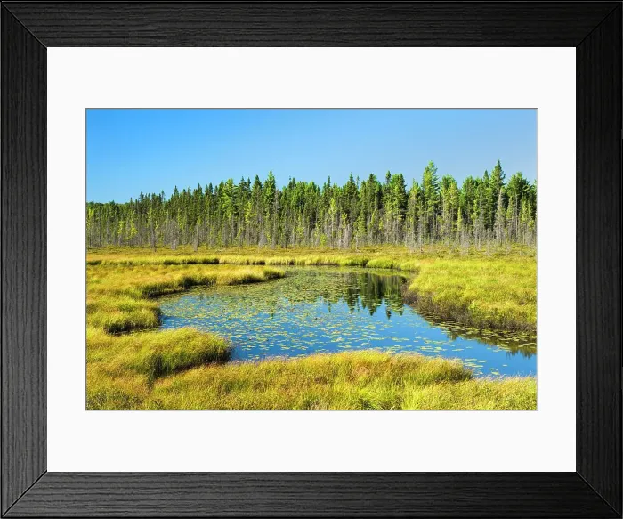 Framed Print : Sunday Creek Bog in Algonquin Provincial Park, Ontario, Canada