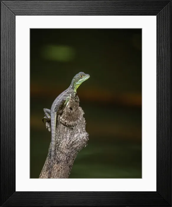 Framed Print : Green Basilisk (Basiliscus plumifrons), Costa Rica Framed Print : Green Basilisk (Basiliscus plumifrons), Costa Rica