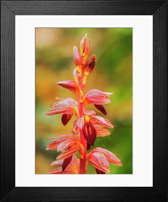 Framed Print : Striped Coralroot (Corallorhiza striata), Bruce Peninsula, Ontario, Canada Framed Print : Striped Coralroot (Corallorhiza striata), Bruce Peninsula, Ontario, Canada