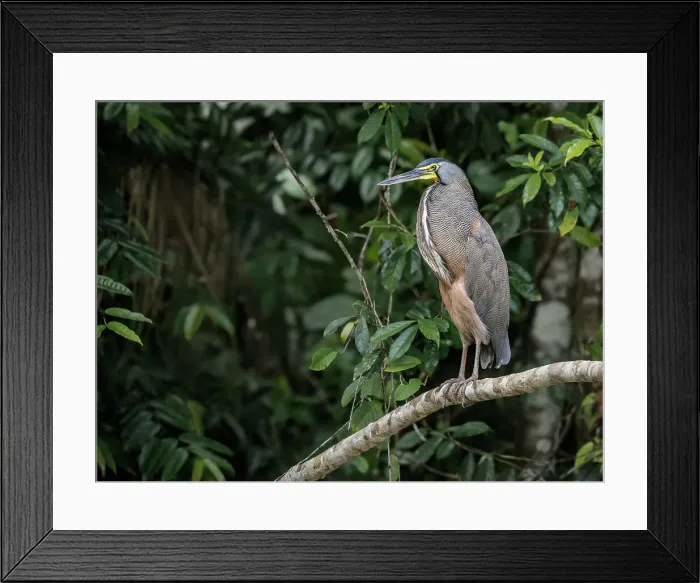 Framed Print : Bare-throated Tiger Heron (Tigrisoma mexicanum), Boca Tapada, Costa Rica Framed Print : Bare-throated Tiger Heron (Tigrisoma mexicanum), Boca Tapada, Costa Rica