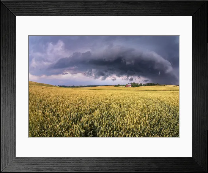 Framed Print : Summer storm and winter wheat crop near Bradford, Ontario, Canada Framed Print : Summer storm and winter wheat crop near Bradford, Ontario, Canada