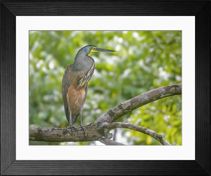 Framed Print : Bare-throated Tiger Heron (Tigrisoma mexicanum), Boca Tapada, Costa Rica Framed Print : Bare-throated Tiger Heron (Tigrisoma mexicanum), Boca Tapada, Costa Rica