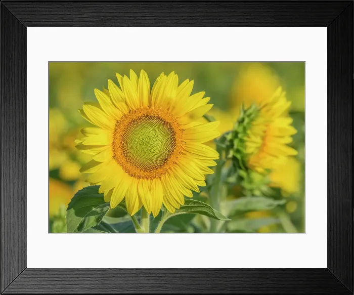 Framed Print : Sunflower, Thornton, Ontario, Canada Framed Print : Sunflower, Thornton, Ontario, Canada