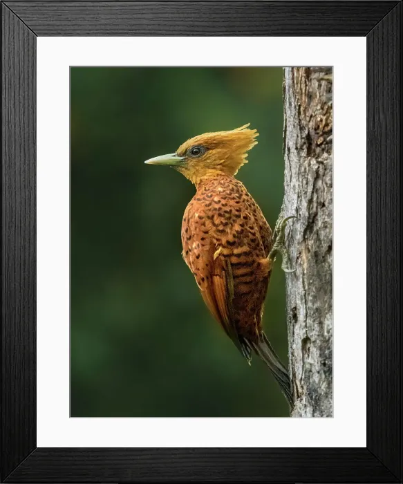 Framed Print : Chestnut-colored Woodpecker (Celeus castaneus), Costa Rica Framed Print : Chestnut-colored Woodpecker (Celeus castaneus), Costa Rica