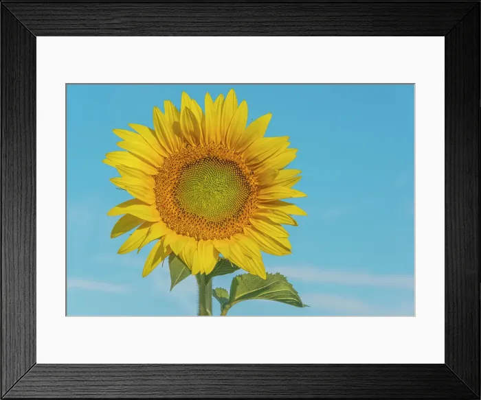 Framed Print : Sunflower against blue sky, Thornton, Ontario, Canada Framed Print : Sunflower against blue sky, Thornton, Ontario, Canada