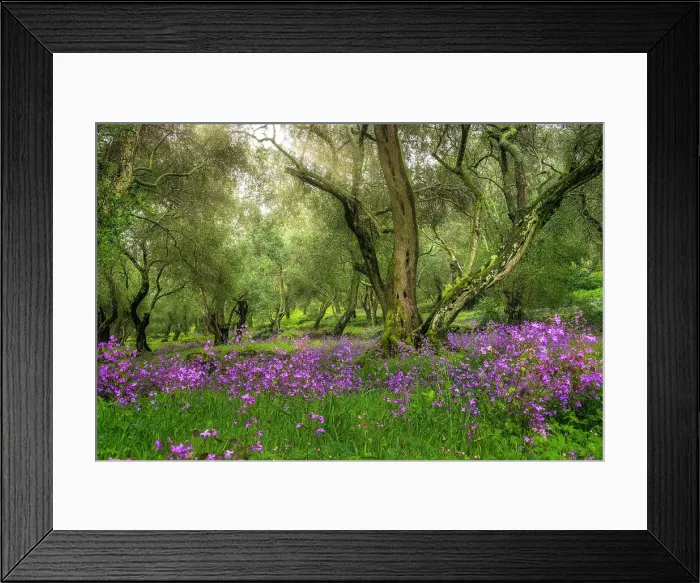 Framed Print : Olive grove in spring, Corfu Island, Ionian Islands, Ionian Sea, Greece Framed Print : Olive grove in spring, Corfu Island, Ionian Islands, Ionian Sea, Greece