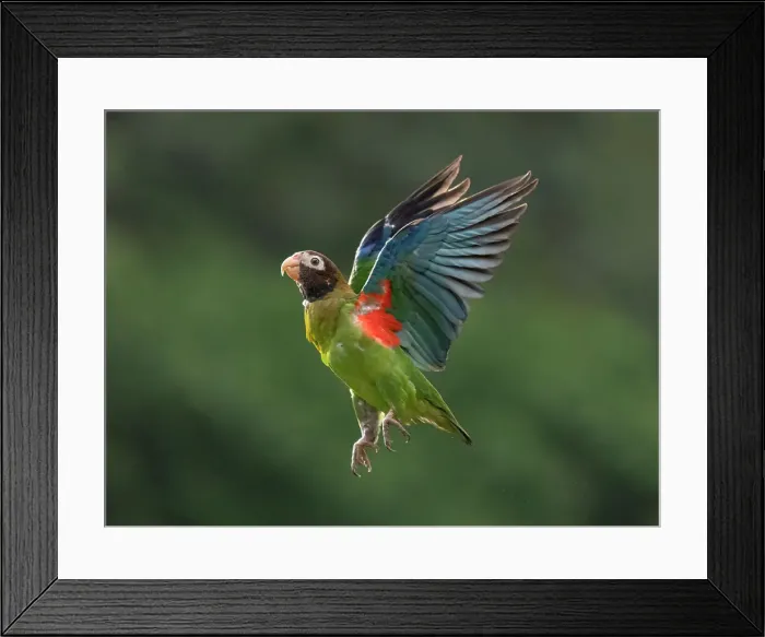 Framed Print : Brown-hooded Parrot (Pyrilia haematotis), Boca Tapada, Costa Rica Framed Print : Brown-hooded Parrot (Pyrilia haematotis), Boca Tapada, Costa Rica