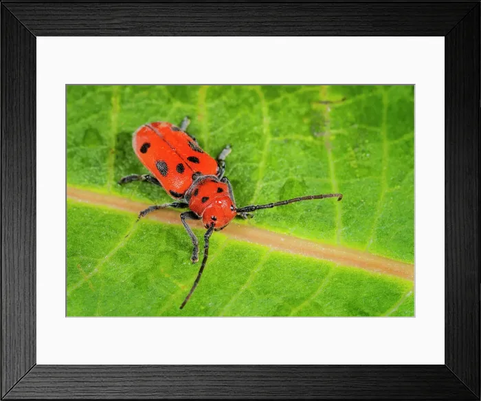 Framed Print : Red Milkweed Beetle (Tetraopes tetrophthalmus), Thornton, Ontario, Canada Framed Print : Red Milkweed Beetle (Tetraopes tetrophthalmus), Thornton, Ontario, Canada
