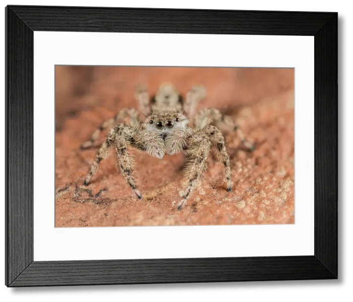 Framed Print : Tan Jumping Spider (Platycryptus undatus), Thornton, Ontario, Canada Framed Print : Tan Jumping Spider (Platycryptus undatus), Thornton, Ontario, Canada