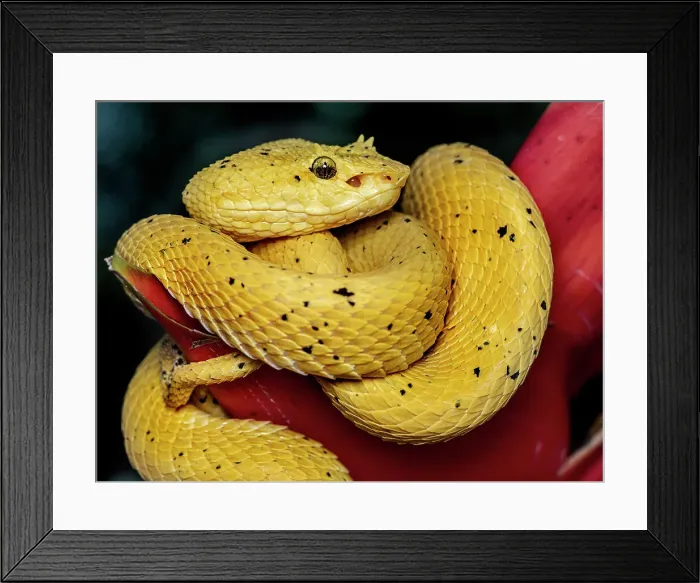 Framed Print : Eyelash Viper (Bothriechis schlegelii), Boca Tapada, Costa Rica Framed Print : Eyelash Viper (Bothriechis schlegelii), Boca Tapada, Costa Rica