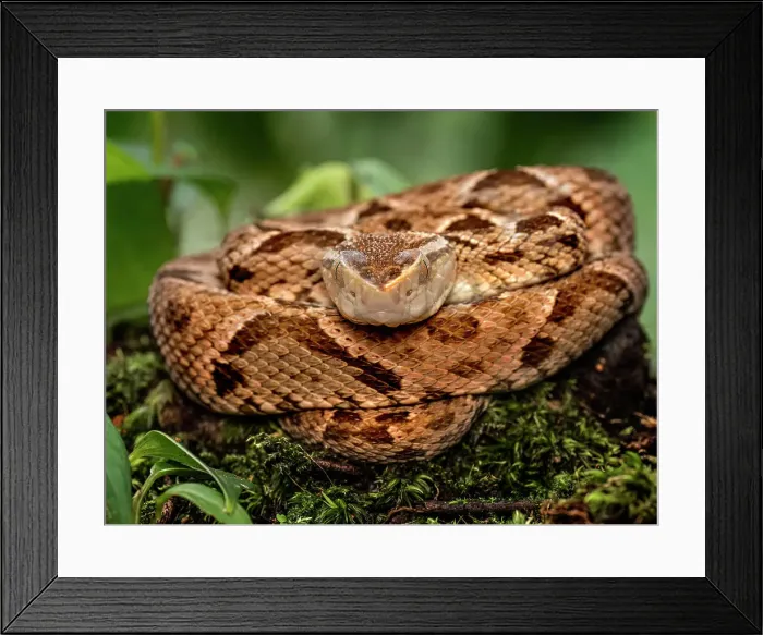 Framed Print : Fer-de-lance (Bothrops asper), Boca Tapada, Costa Rica Framed Print : Fer-de-lance (Bothrops asper), Boca Tapada, Costa Rica