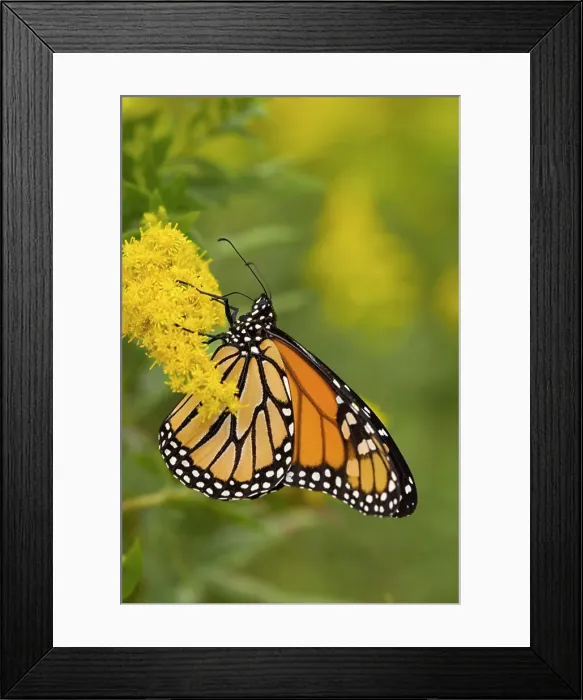 Framed Print : Monarch Butterfly (Danaus plexippus), Toronto, Ontario, Canada Framed Print : Monarch Butterfly (Danaus plexippus), Toronto, Ontario, Canada
