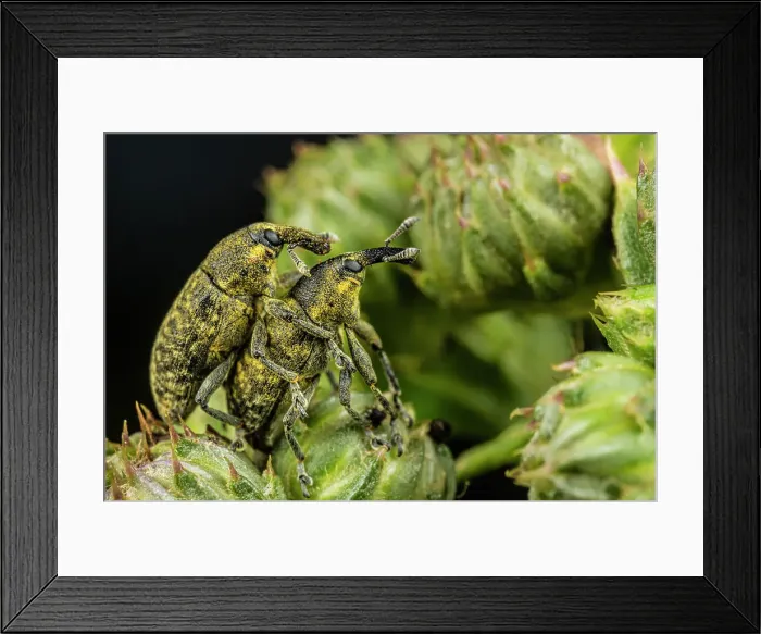 Framed Print : Thistle-head Weevil (Rhinocyllus conicus), Thornton, Ontario, Canada Framed Print : Thistle-head Weevil (Rhinocyllus conicus), Thornton, Ontario, Canada