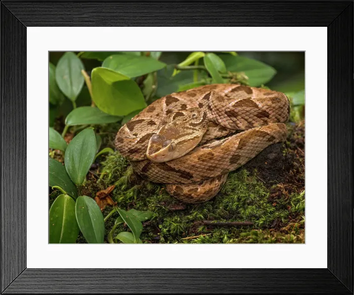 Framed Print : Fer-de-lance (Bothrops asper), Boca Tapada, Costa Rica Framed Print : Fer-de-lance (Bothrops asper), Boca Tapada, Costa Rica