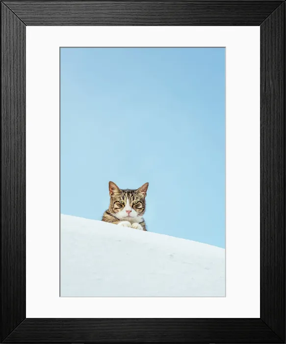 Framed Print : Cat, Mykonos, Greece, Europe Framed Print : Cat, Mykonos, Greece, Europe