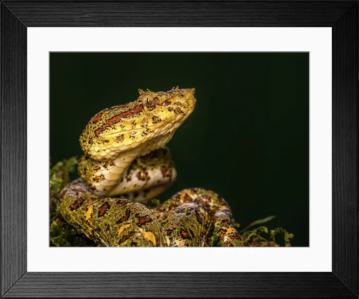 Framed Print : Eyelash Viper (Bothriechis schlegelii), Boca Tapada, Costa Rica Framed Print : Eyelash Viper (Bothriechis schlegelii), Boca Tapada, Costa Rica
