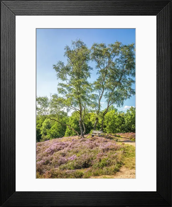 Framed Print : Heathland Birkenbank near the village of Egestorf, Luneburg Heath, Lower Saxony, Germany