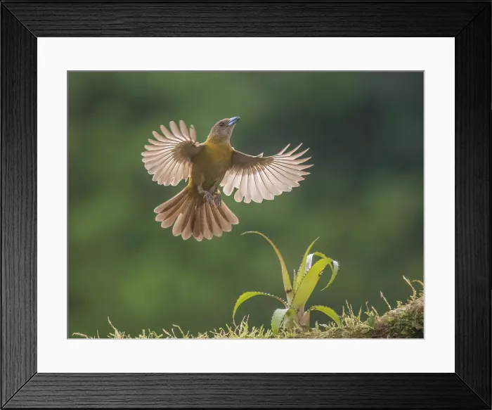 Framed Print : Scarlet-rumped Tanager female (Ramphocelus passerinii), Boca Tapada, Costa Rica Framed Print : Scarlet-rumped Tanager female (Ramphocelus passerinii), Boca Tapada, Costa Rica