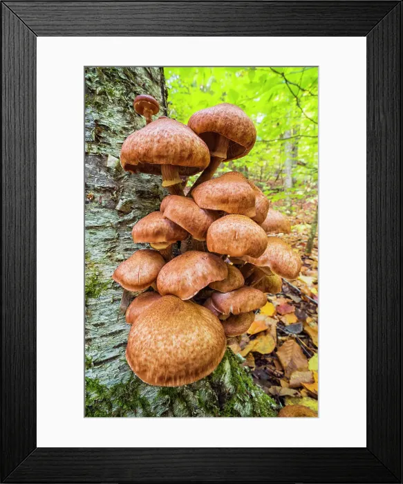 Framed Print : Mushroom cluster on birch tree in woodlands near Rosseau, Ontario, Canada Framed Print : Mushroom cluster on birch tree in woodlands near Rosseau, Ontario, Canada