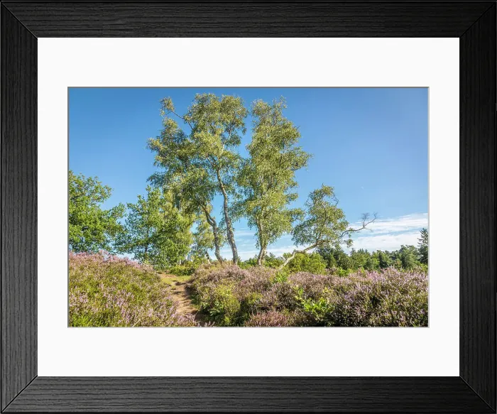 Framed Print : Heathland Birkenbank near the village of Egestorf, Luneburg Heath, Lower Saxony, Germany Framed Print : Heathland Birkenbank near the village of Egestorf, Luneburg Heath, Lower Saxony, Germany