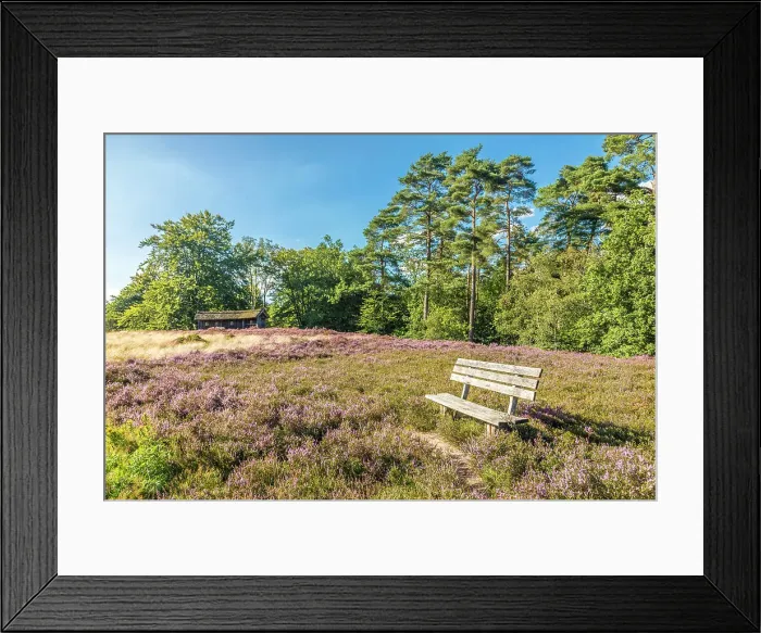 Framed Print : Resting place in the heathland Birkenbank near the village of Egestorf, Luneburg Heath, Lower Saxony, Germany Framed Print : Resting place in the heathland Birkenbank near the village of Egestorf, Luneburg Heath, Lower Saxony, Germany