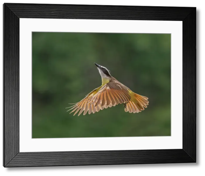 Framed Print : Great Kiskadee (Pitangus sulphuratus), Boca Tapada, Costa Rica
