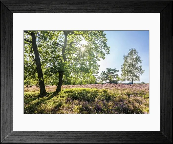 Framed Print : Heathland between the village of Oberhaverbeck and the Wilsener Berg, Luneburg Heath, Lower Saxony, Germany Framed Print : Heathland between the village of Oberhaverbeck and the Wilsener Berg, Luneburg Heath, Lower Saxony, Germany