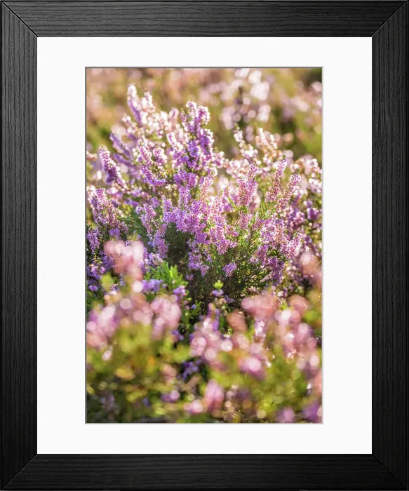 Framed Print : Close-up of heather (Calluna vulgaris) in the nature reserve at Wilsener Berg, Luneburg Heath, Lower Saxony, Germany Framed Print : Close-up of heather (Calluna vulgaris) in the nature reserve at Wilsener Berg, Luneburg Heath, Lower Saxony, Germany