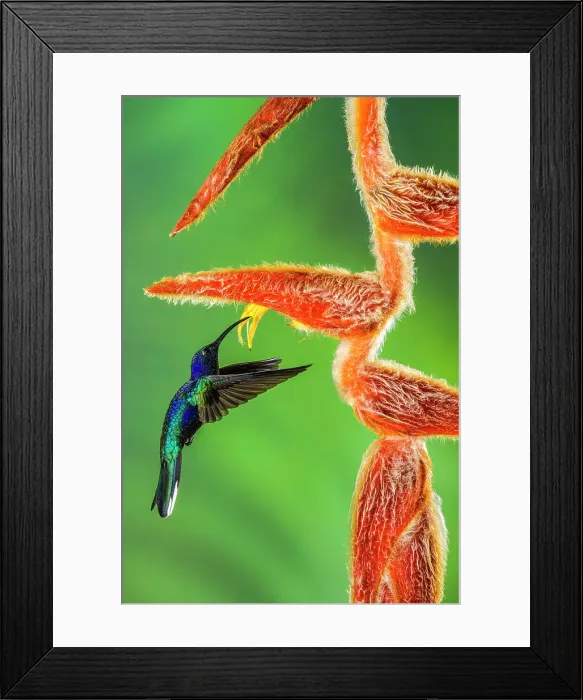 Framed Print : Violet sabrewing (Campylopterus hemileucurus), Catarata del Toro, Bajos del Toro, Alajuela, Costa Rica Framed Print : Violet sabrewing (Campylopterus hemileucurus), Catarata del Toro, Bajos del Toro, Alajuela, Costa Rica