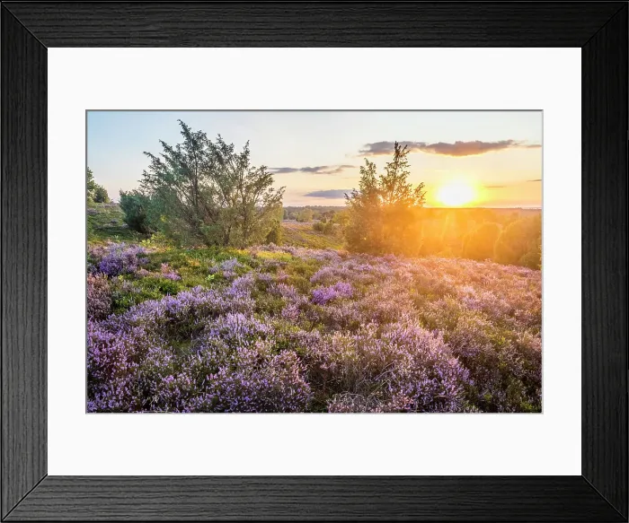 Framed Print : Heath landscape in the nature reserve at Wilsener Berg in the evening light, Luneburg Heath, Lower Saxony, Germany Framed Print : Heath landscape in the nature reserve at Wilsener Berg in the evening light, Luneburg Heath, Lower Saxony, Germany